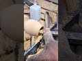 Satisfying Woodturning Goblet Creation