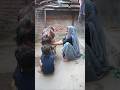 देसी खतरनाक वीडियो 😱# saroj jangid # youtube shorts # shorts # viral # new # bhajan