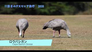 ミドリメガネトリバネアゲハのメス | 【公式】オーストラリア唯一の