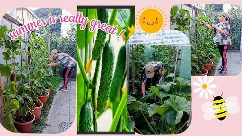 Harvesting fresh cucumbers 😍