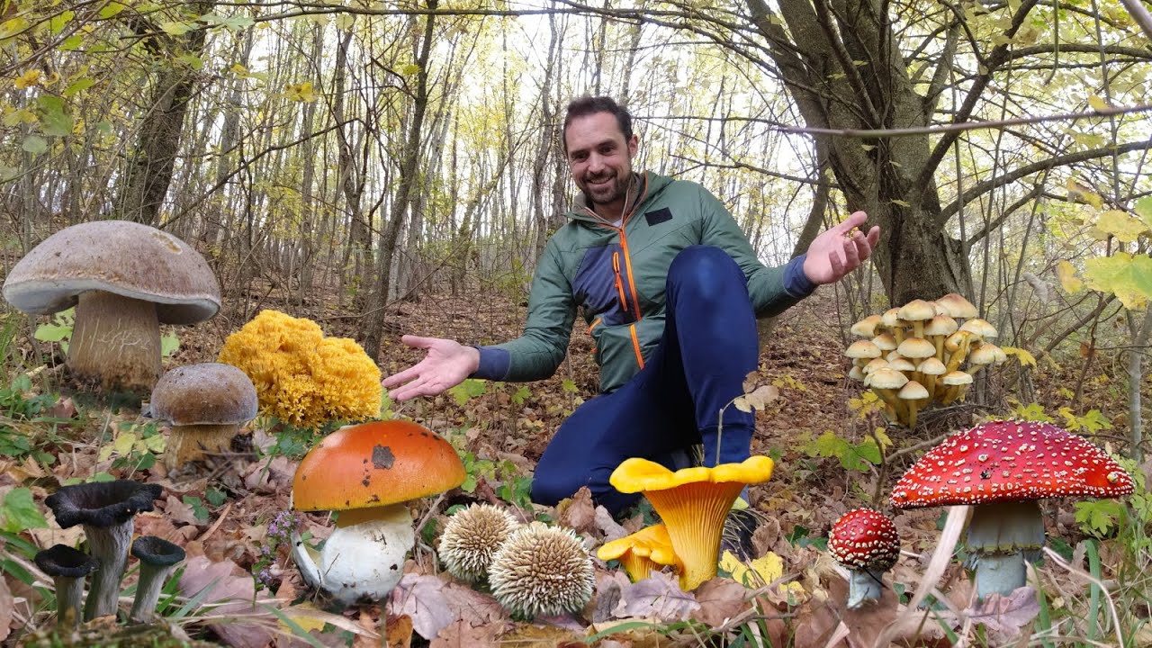 TANTISSIMI FUNGHI: PORCINI e altre specie d'autunno!