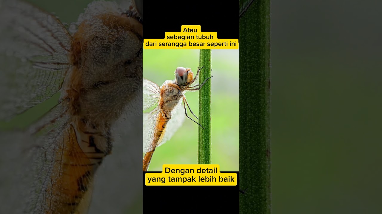Perbedaan antara QQ Lens dan QX Lens 