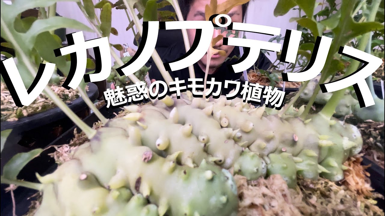 【レカノプテリス】魅惑のキモカワ植物を刮目せよ！植物初心者にもお勧めのアリ植物｜観葉植物｜アリノスシダ｜着生植物｜