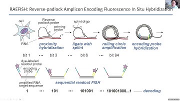 Sequencing-free whole genome spatial transcriptomics at molecular resolution in intact tissue