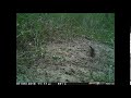 7th April 2018  Wild savannah monitor emerges from burrow - timelapse