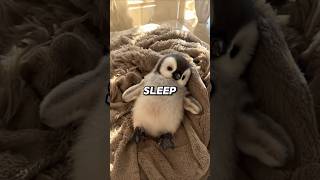 🌙 Top 7 Foods That Help You Sleep Better 😴 | Natural Sleep Boost Explained