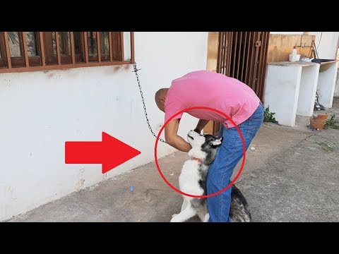 Vídeo: Como Prender Um Cachorro