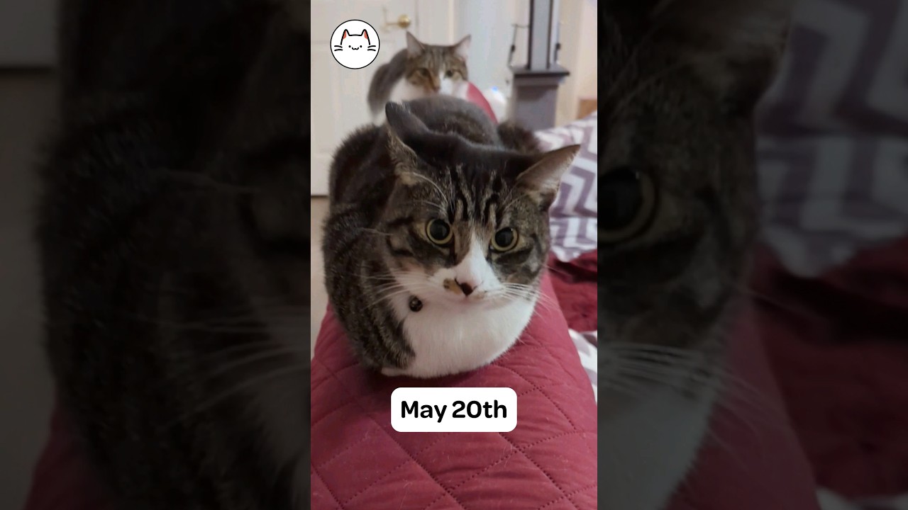 'I love you' with cats in Mandarin Chinese YouTube