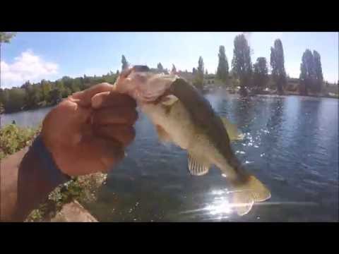 Lake Union Largemouth And Smallmouth Bass Fishing