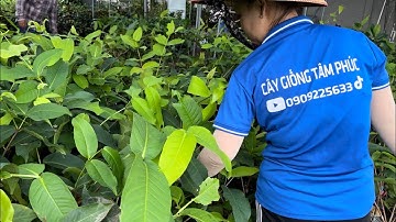 Giống Mận MST (Mận Đỏ Đài Loan) cây năng suất cao