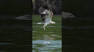 Juvenile White-bellied Sea-Eagle #whitebelliedseaeagle #eagles #eagle #birdsofyoutube #wildlife