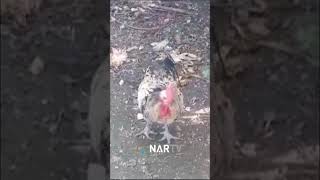 Nefesi tükenen horoz örerken bayıldı #karabük #youtubeshorts #nartv