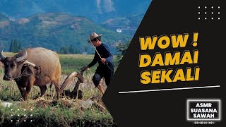 10  MENIT ASMR SOUND  SUASANA SAWAH DI KAMPUNG