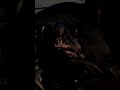 Desiigner ft. A Boogie Wit Da Hoodie - PMR - OUT NOW!! #desiigner