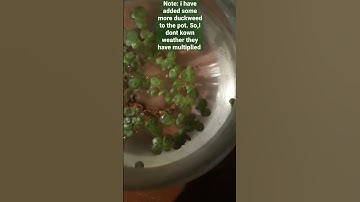 Thumbnail of I started to grow duckweed (part 3)