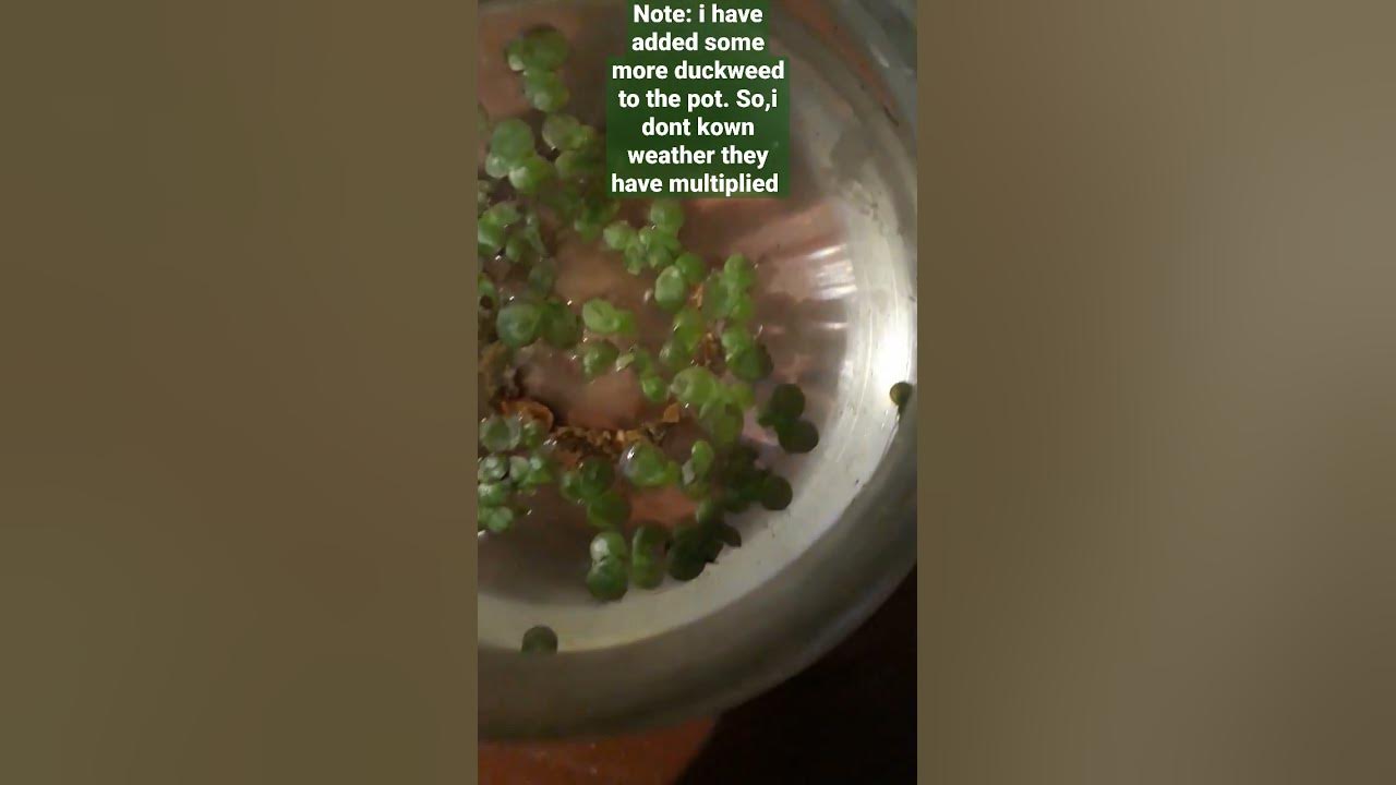 I started to grow duckweed (part 3)