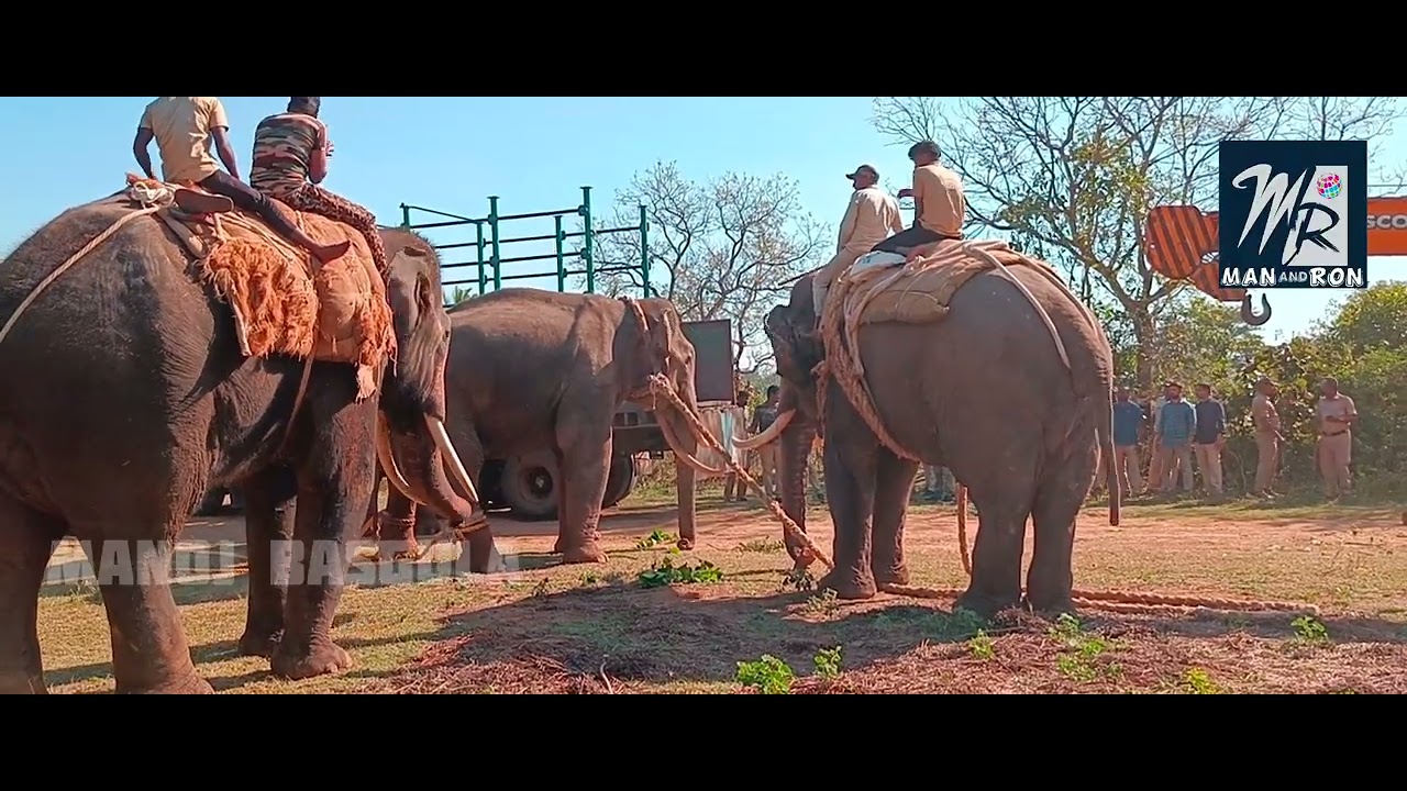 Capturing a wild elephant in Hunsuru, Mysore / Killed 2 persons / Operation wild elephant