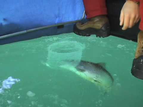 Fishermen get excited about a big Brown Trout