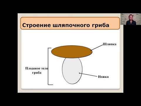 Шляпочные грибы   5 класс