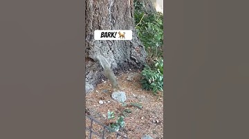 Wild Little Acrobats🐿️🐿️  #animalfun #funshorts