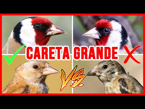 TRUCO PARA CARETA GRANDE / TRUCO PARA MADROÑO GRANDE