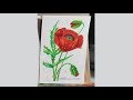 Greeting card in watercolor, Red poppys, Québec, Canada
