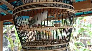 Suara Burung Puter Gacor | Merangsang Burung Puter Agar Bunyi | Puter Lokal Gacor