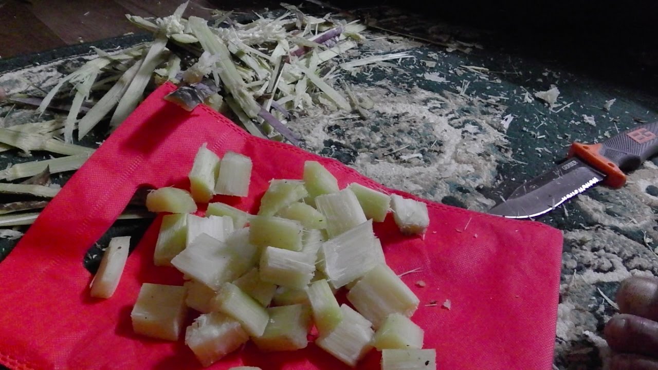 sugarcane massacre | stoners choice in Nepal | director's cut