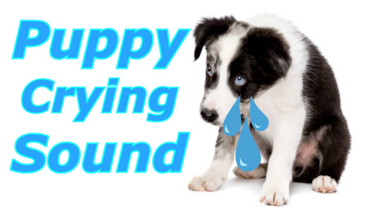 Puppy Crying Sound Dog Crying Sound to Stimulate Your Dog dogcrying