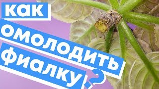видео: СУПЕР СПОСОБ КАК ОМОЛОДИТЬ ФИАЛКУ? ПРОВЕРЕННЫЕ И РАБОТАЮЩИЕ СПОСОБЫ! картинка: СУПЕР СПОСОБ КАК ОМОЛОДИТЬ ФИАЛКУ? ПРОВЕРЕННЫЕ И РАБОТАЮЩИЕ СПОСОБЫ!