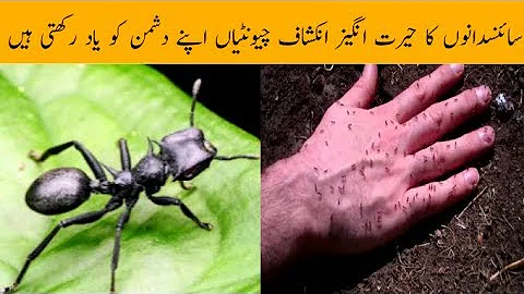 Ants And Their Enemies || Ant Colony Raids a Viral Nest  || Ants Attack || Pur Israr Tv
