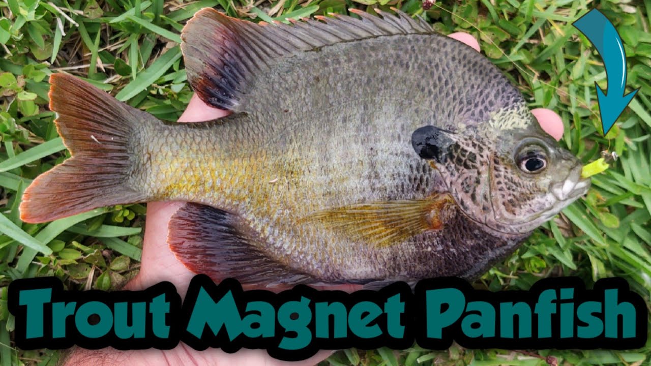 Trout Magnet Panfish 