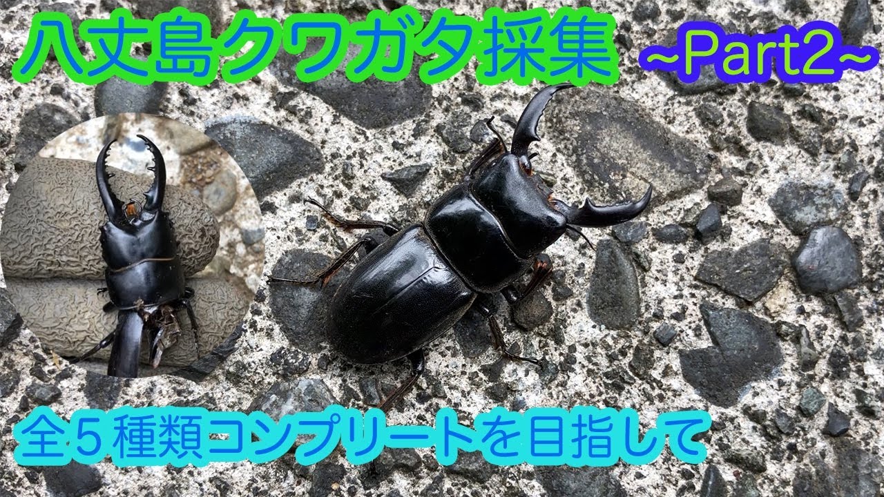 八丈島クワガタ採集 全５種類制覇を目指して Part2 Youtube