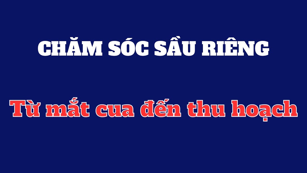 Tổng hợp thông tin từ MẮT CUA đến THU HOẠCH | Quy trình chăm sóc sầu riêng giai đoạn hoa trái