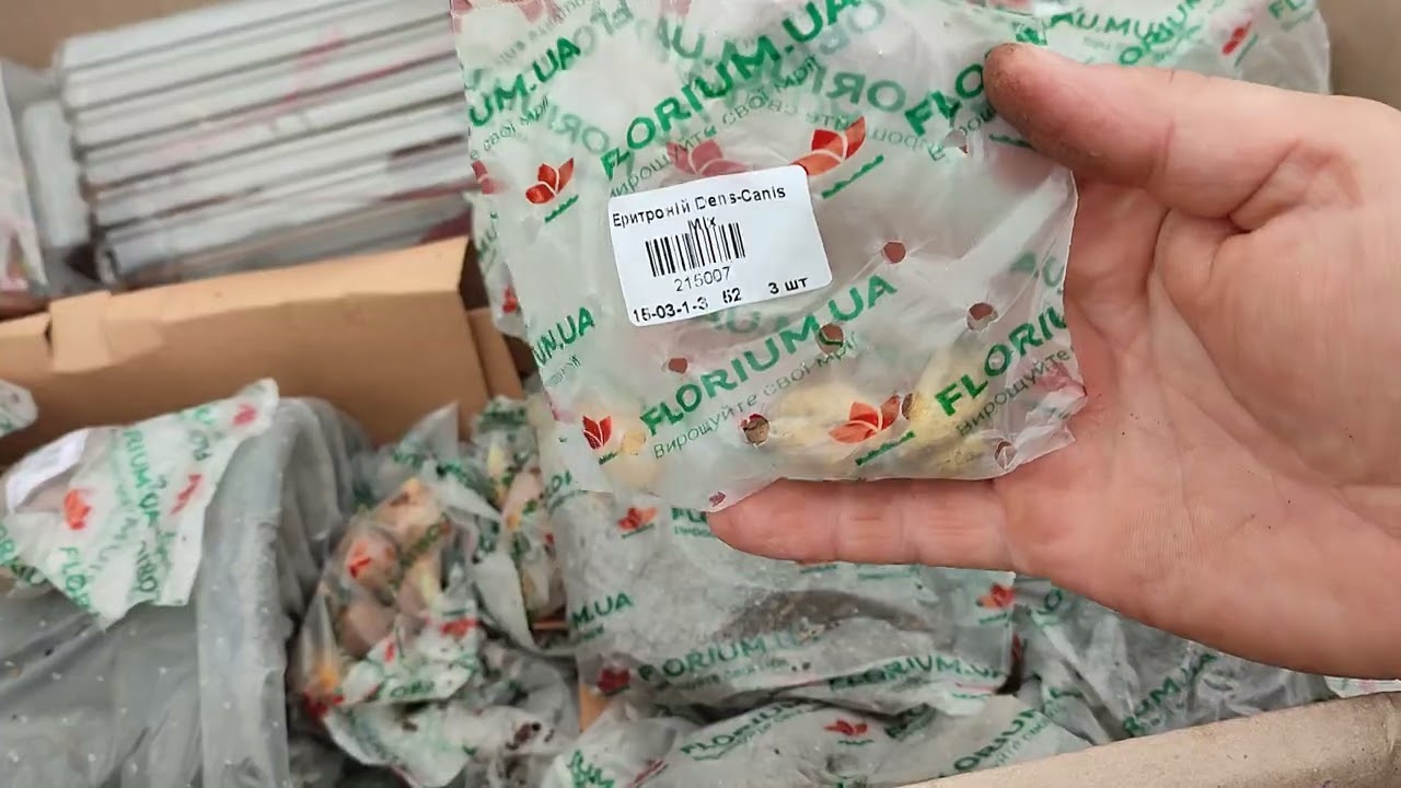 Florium. Перше замовлення. Трохи розчарування й надії.