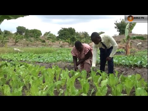 Video: Pear Uzuri Wa Kirusi: Maelezo Na Sifa Za Anuwai, Faida Na Hasara, Vipengee Vya Upandaji Na Utunzaji + Picha Na Hakiki