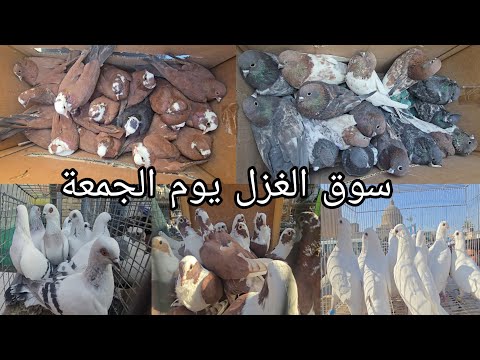 سوق الغزل يوم الجمعة الوكفة الخاصة بالحمام مطيار وحمام زينة انواع كثيرة 2025 10 24