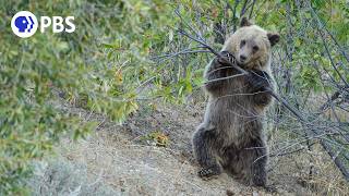 Are Grizzlies Still Endangered?