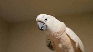 Cockatoo Shower Conversation