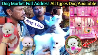 Cheapest price dog Market | Pomeranian dog Market | Pomeranian puppies Market | Cute dog Market #dog by Rajesh5G 15,678 views 5 months ago 2 minutes, 23 seconds