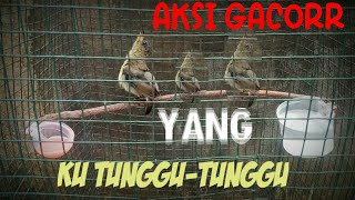 Download Lagu SUARA DAN AKSI KONIN TROTOL LINCAH AKTIF || KICAU GANAS 13 MAY 2021.. MP3