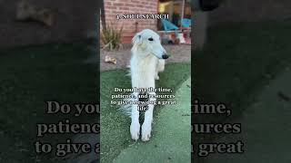 ACTUAL ADVICE  do research, ask questions #borzoi #dogsofyoutube #dogs #borzoimeme