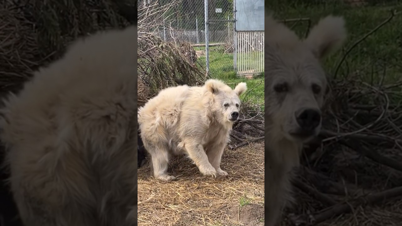 When Your 5-Min Nap Turns Into a Bear-y Long Sleep😅🐻 Comment if relatable 🥲