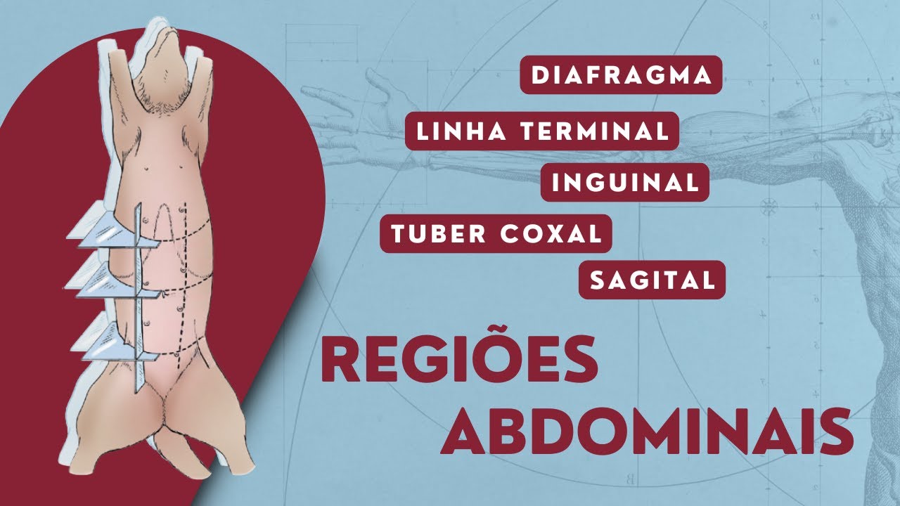Regiões Abdominais | Cão e Gato | Anatomia Veterinária | Anatomia Animal