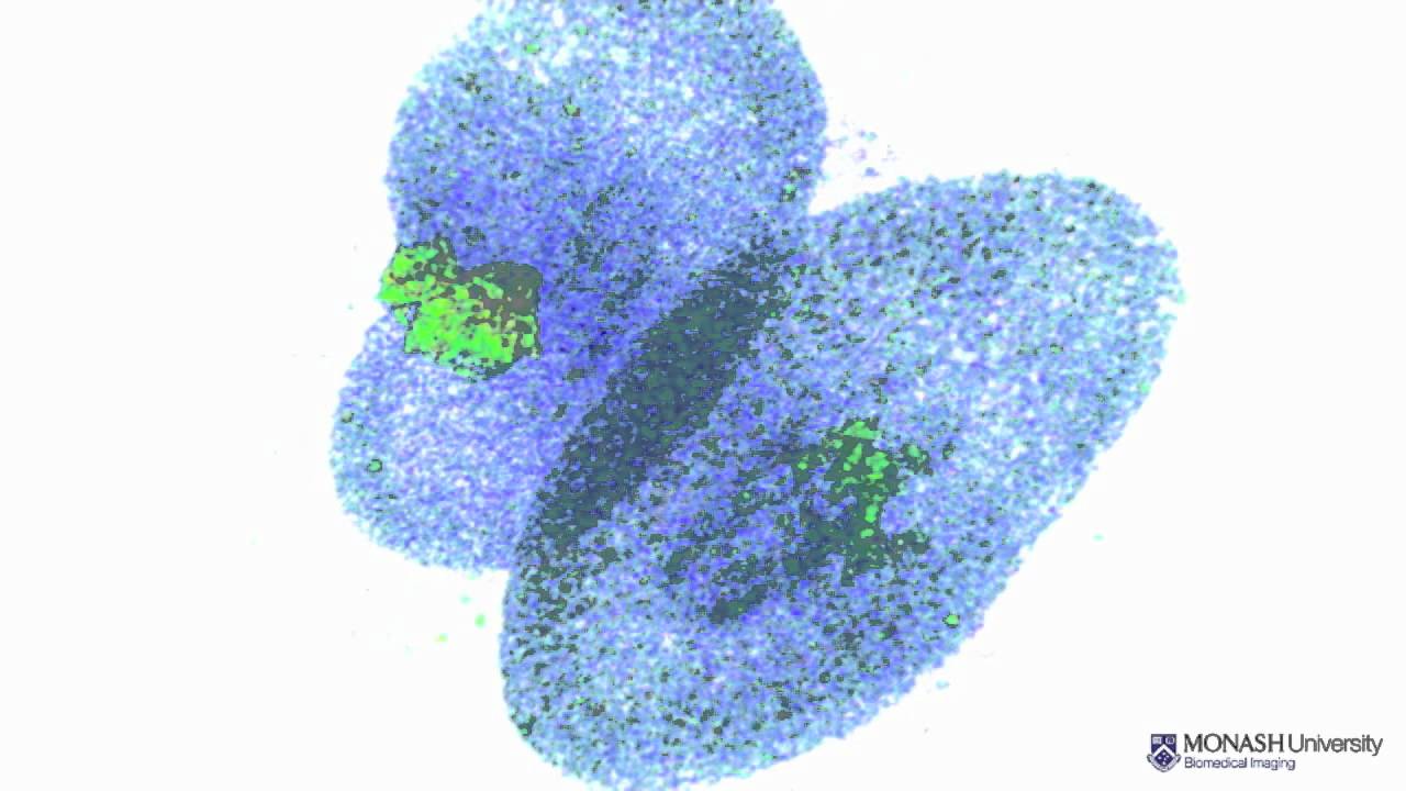 Rat kidneys (ex vivo) - Contrast-enhanced MRI