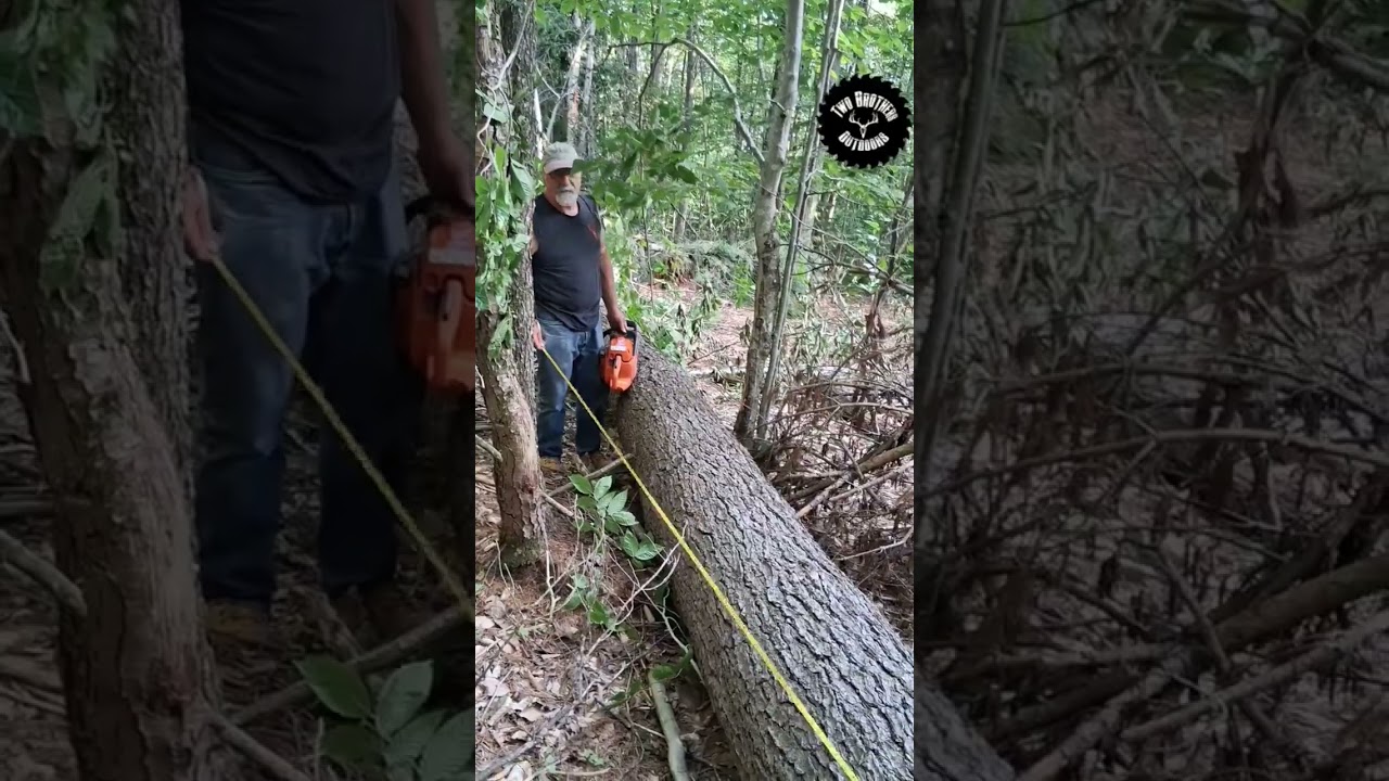 Dreaded log tape! #tapemeasure #logging #log