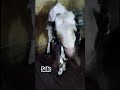KOTA BAKRA FOR SALE 2 DAAT 44KG 8767841003 ZN Goats House