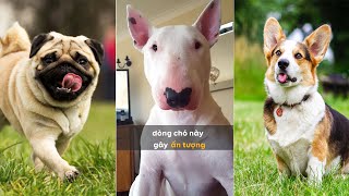 Top những loài chó đáng yêu & phù hợp với người bận rộn | Kiến thức chó mèo #thucung #chó #top by Pet Island 64 views 1 year ago 3 minutes, 7 seconds