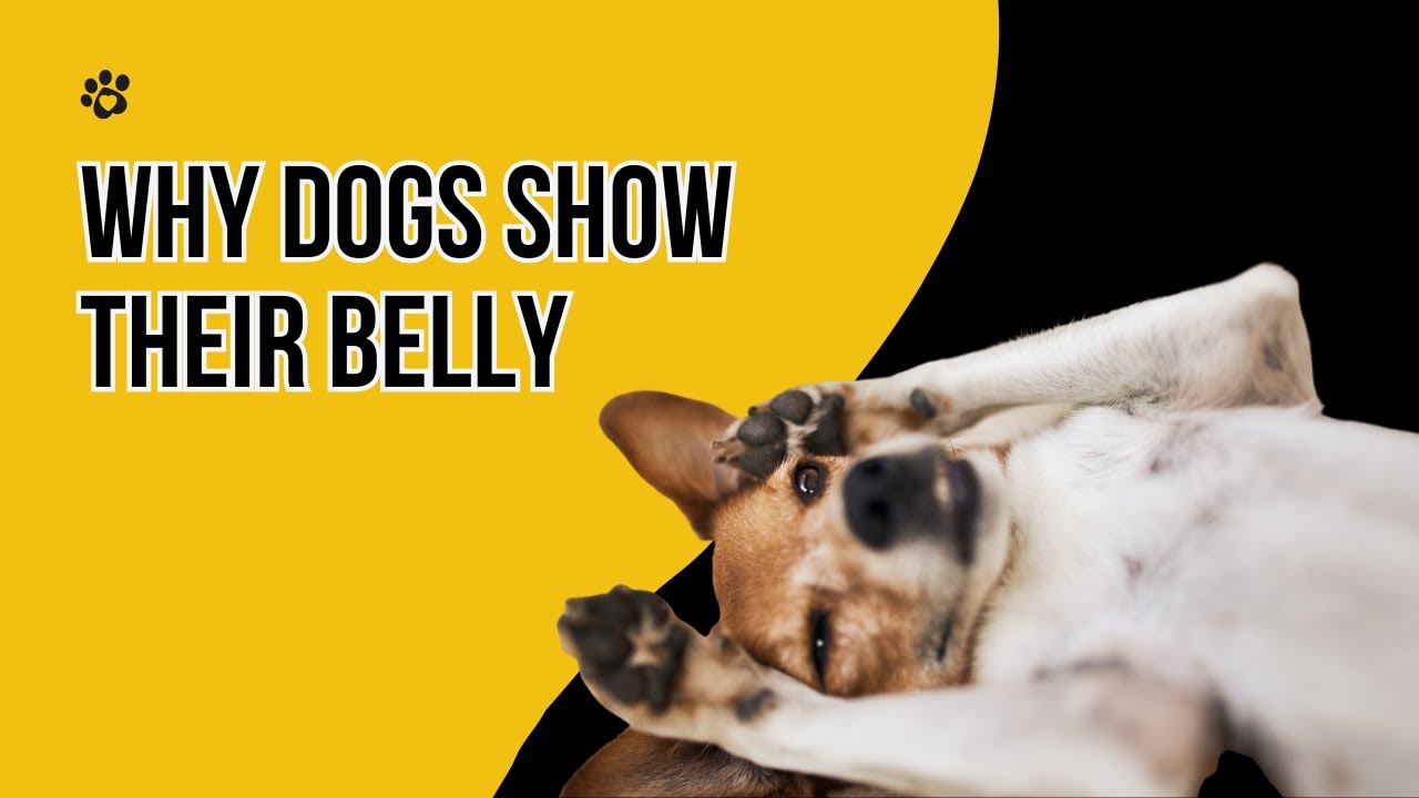 Why Dogs Expose Their Bellies 6 Important Reasons You Should Be Aware