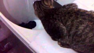 Alvin Nakal Malaysiaar1